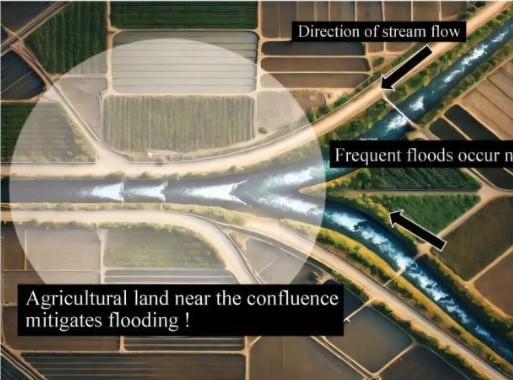 Agricultural land near where rivers meet can mitigate floods, study suggests