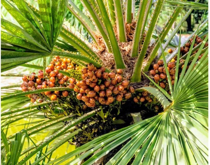 Amazon trees are critically endangered, even in protected areas