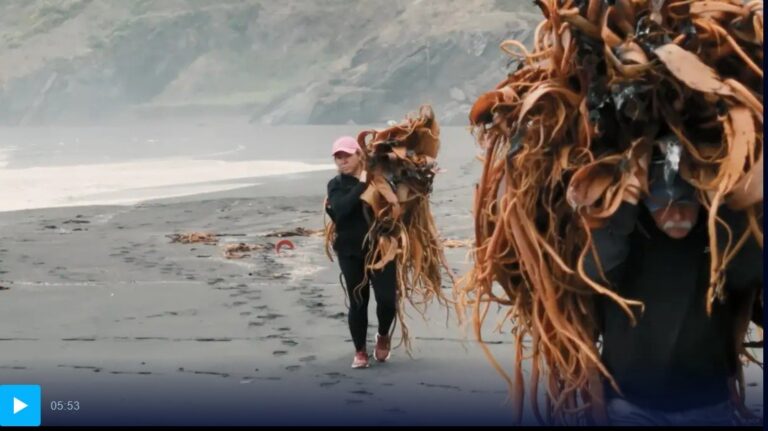 Algae key to food security, haute cuisine