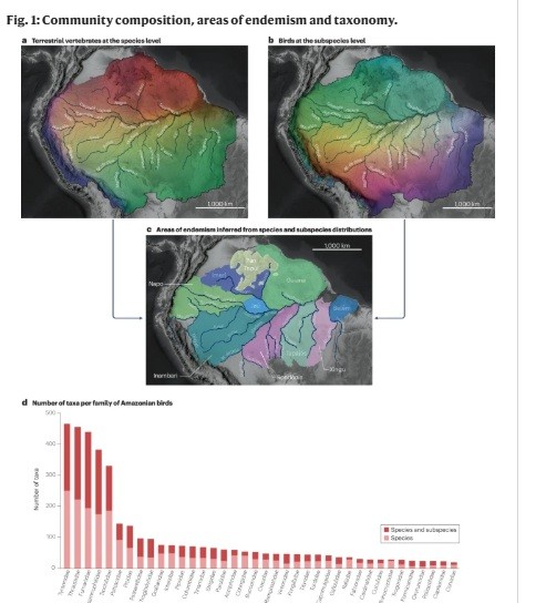The role of rivers in the origin and future of Amazonian biodiversity