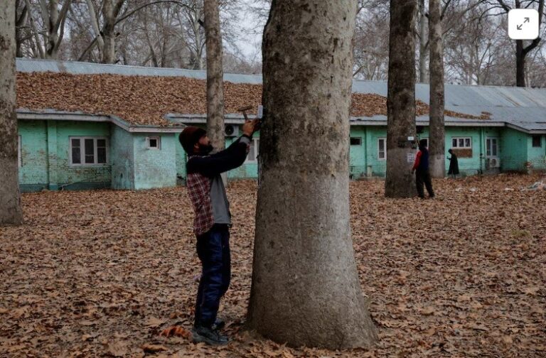 India turns to geo-tagging to conserve Kashmir’s iconic ‘Chinar’ trees