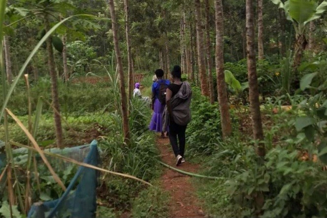 Kenya study highlights complexity of tree-planting schemes