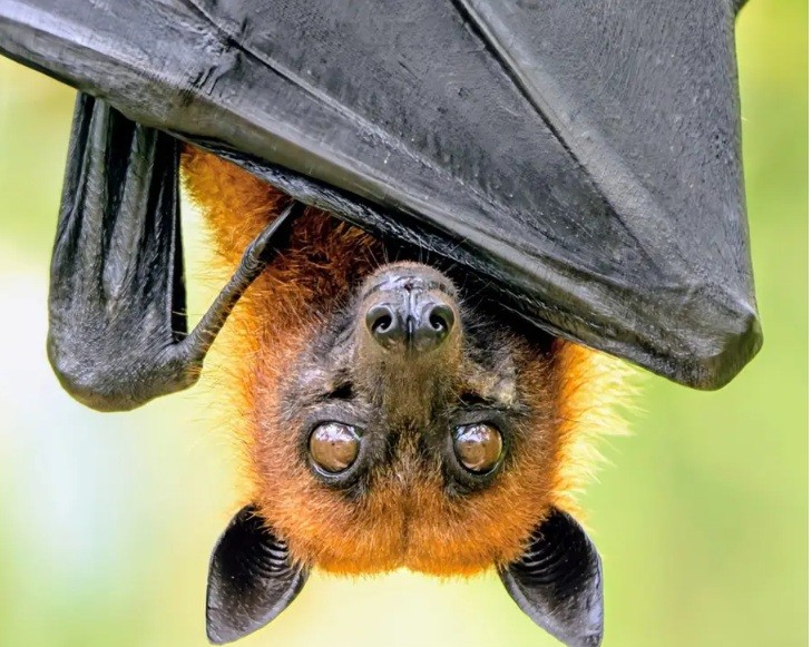 Bat conservation benefits human health and the environment