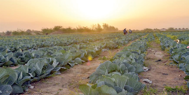 Female farmers struggle with limited support, climate change impacts – study