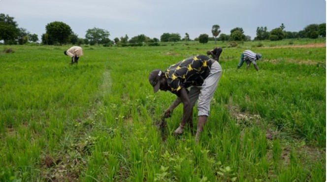 Ambitious climate policies cannot prevent 3-fold consumer price rise in poor nations by 2050