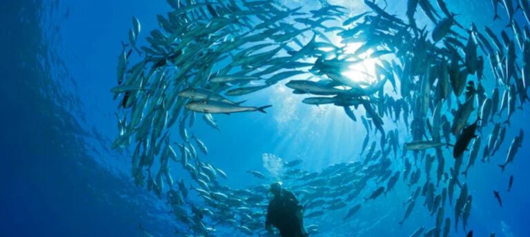 World’s freshwater species facing extinction, 25% under extreme threat