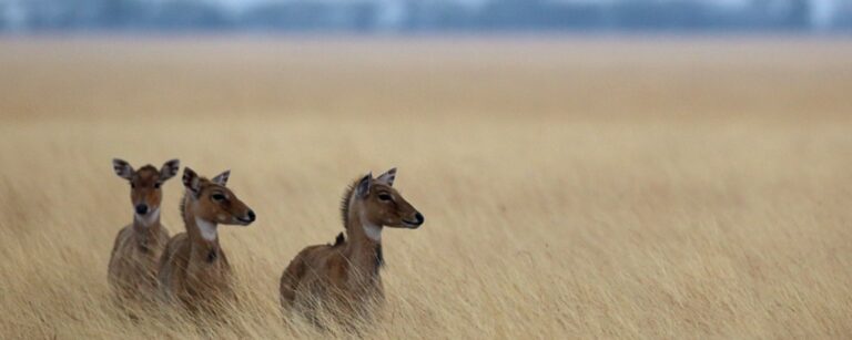 Government eyes recognising non-protected conservation areas to meet biodiversity goals