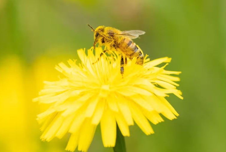 High fertiliser use halves numbers of pollinators, world’s longest study finds