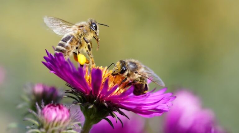 Agricultural pesticides a threat to over 70% wild bee species: Study