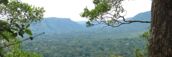 Reforestation stands out among plant-based climate-mitigation strategies as most beneficial for wildlife biodiversity