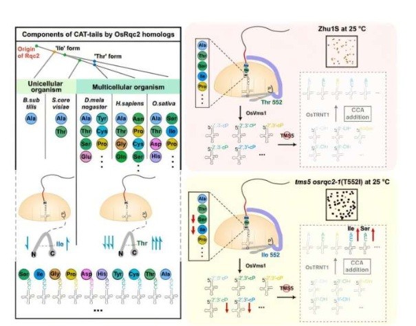 Mutation in rice alters sterility temperature, offering new agricultural insights