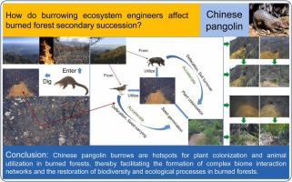 Chinese pangolins facilitate ecological restoration in burned forest sites by burrowing