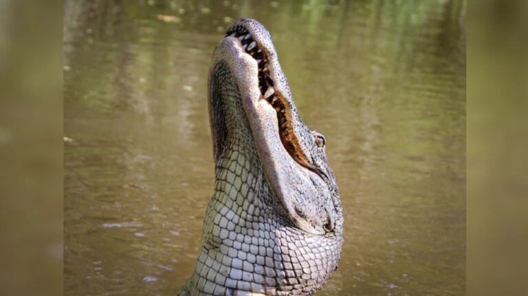Alarming Crocodile Behaviour Shift Sparks Concern As Climate Change Takes Its Toll