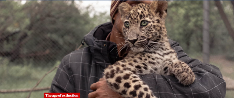 Shot, poisoned and beaten to death: why leopard killings are soaring in Pakistan