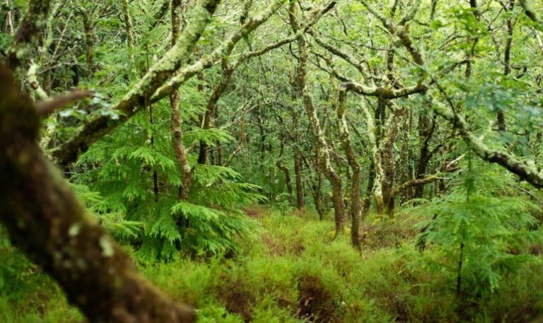 Plants losing appetite for carbon dioxide amid effects of warming climate