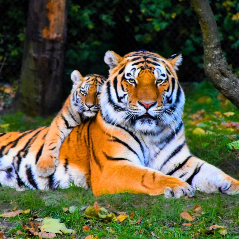 India Doubles Tiger Population to 3,682 in a Decade, Setting a Global Conservation Benchmark