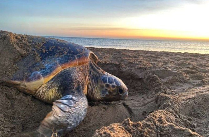 Research shows turtles change nesting patterns in response to climate change