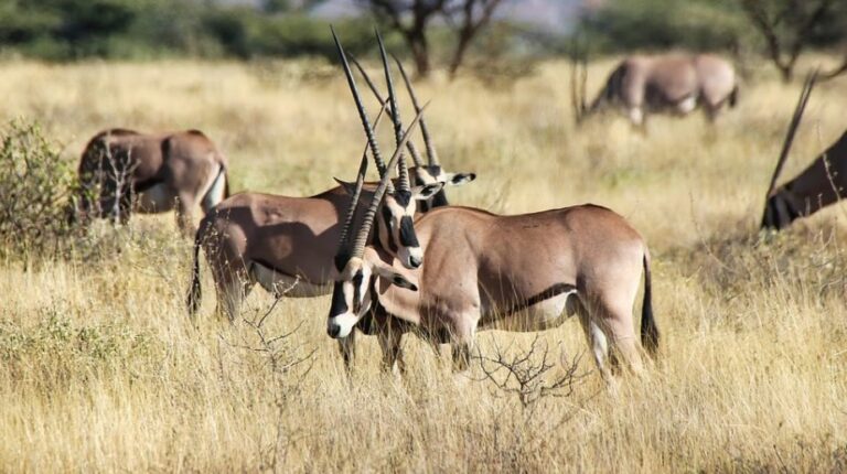Kenya’s biodiversity is facing significant threats, finds report