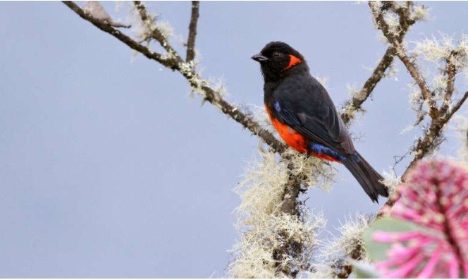 Consumption-driven deforestation threatens 7,600 forest-dependent species worldwide