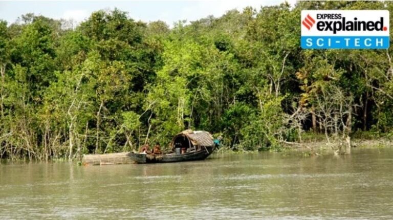 Sundarbans are resilient in face of natural, manmade stress: A new study highlights how