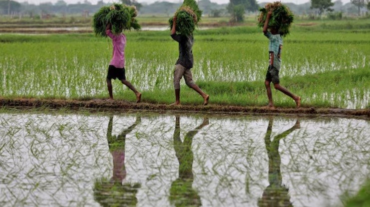 How the answer to limiting climate change might lie in farms