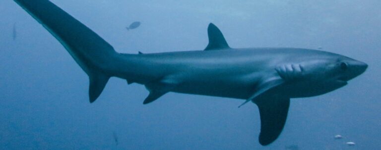 Community-based conservation cuts thresher shark fishing by 91% in Indonesia: Study