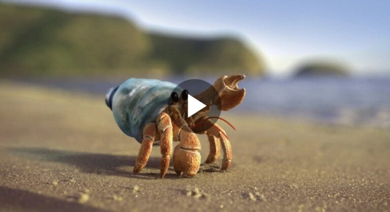 SC Johnson enlists hermit crab in push to campaign against plastic pollution