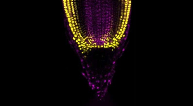 Advancing sorghum science: A drought-resilient crop for agriculture’s future