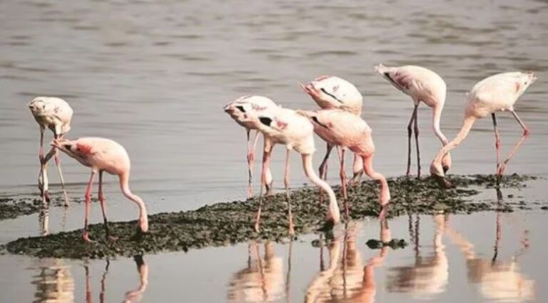 Mumbai mangroves, flamingo habitat to be restored under Amazon’s $1.2 million project