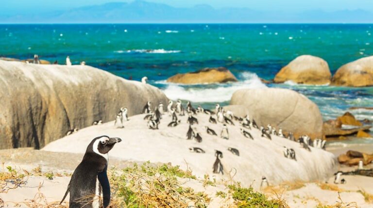 South Africa court passes order to save critically endangered African penguin