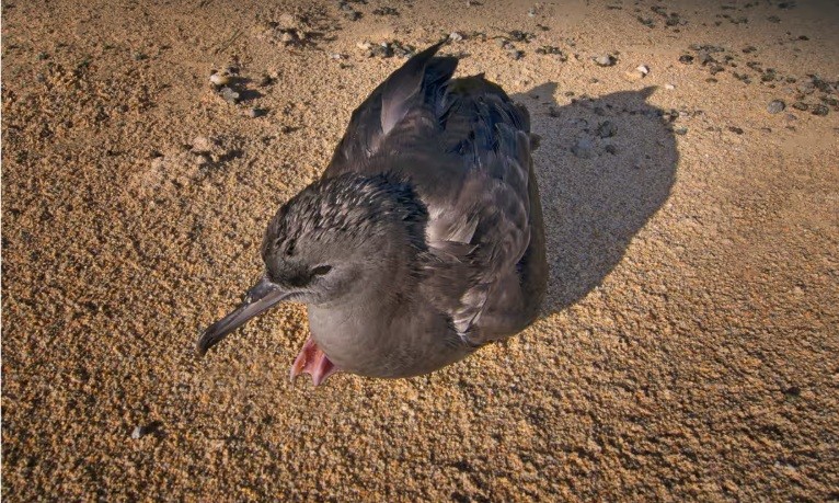 Plastic pollution leaves seabirds with brain damage similar to Alzheimer’s, study shows