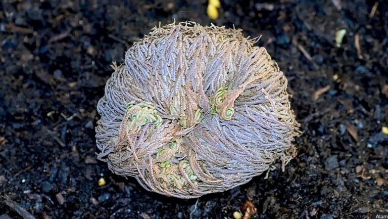 Resurrection plants: The drought-resistant ‘zombie plants’ that come back from the dead