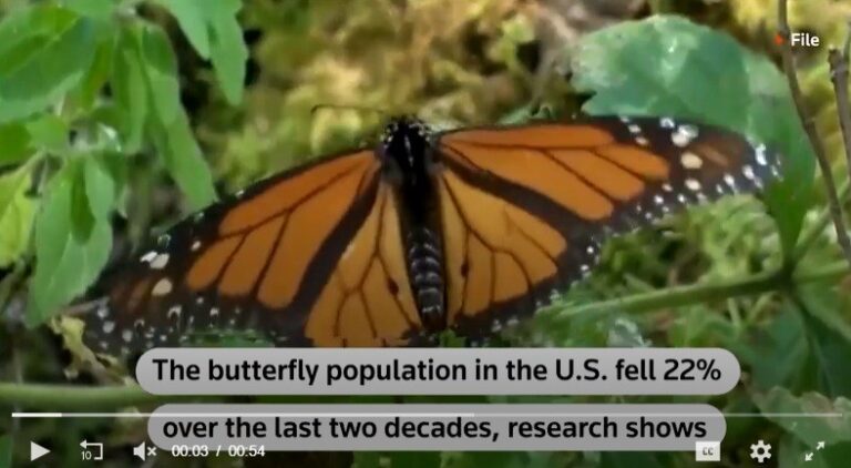 Butterfly populations plummet by 22% in US since turn of century
