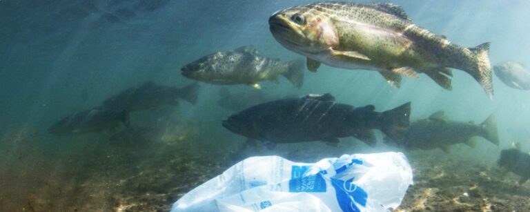 Plastic pollution cuts into fishers’ livelihoods in Ecuador and Peru