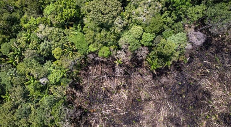 Billions needed to save forests, but funding fuelling their destruction, reveals UNDP report