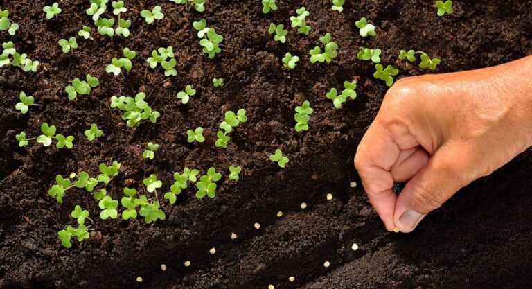 World facing tree seed shortage: FAO