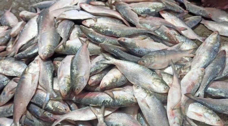 Food security threat: Bay of Bengal’s fish supply at risk as climate-driven monsoon shifts disrupt marine life