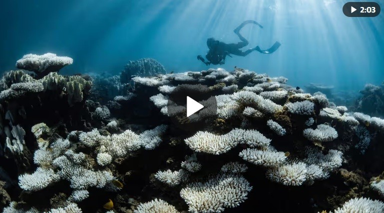 More than 80% of the world’s reefs hit by bleaching after worst global event on record