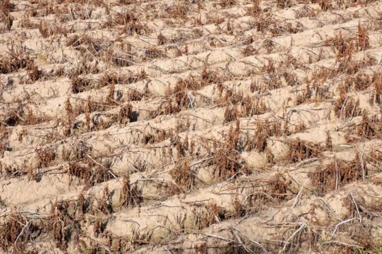 Climate Change Made ‘Bonkers’ Central Asia Heatwave Up to 10C Hotter: Report