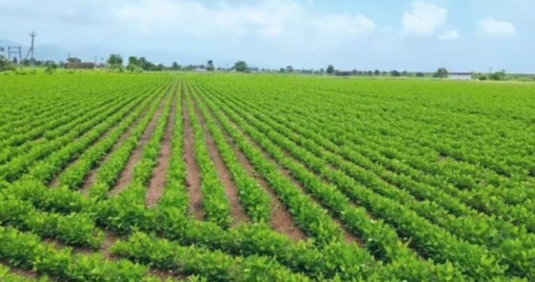 Reviving ‘white gold’: how regenerative cotton farming can be a gamechanger in North India