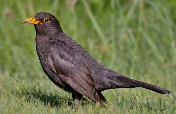 European birds with narrow climate tolerance face population declines