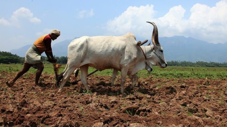 Reallocate resources from traditional staples to more diverse ones: ICAR policy paper