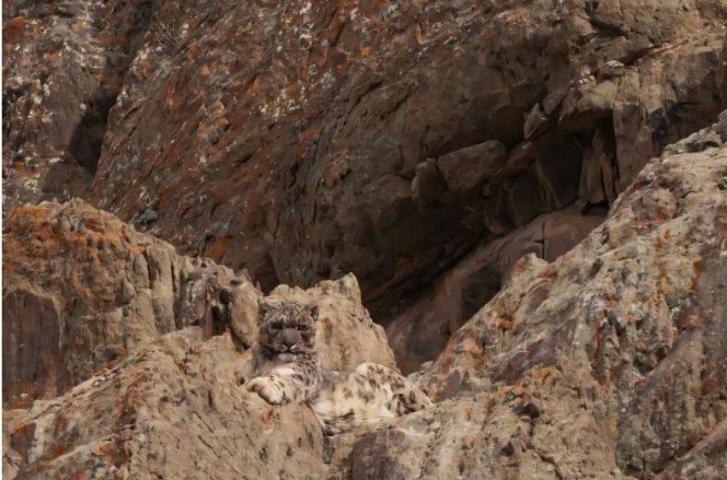 Landmark Nepal survey estimates nearly 400 elusive snow leopards