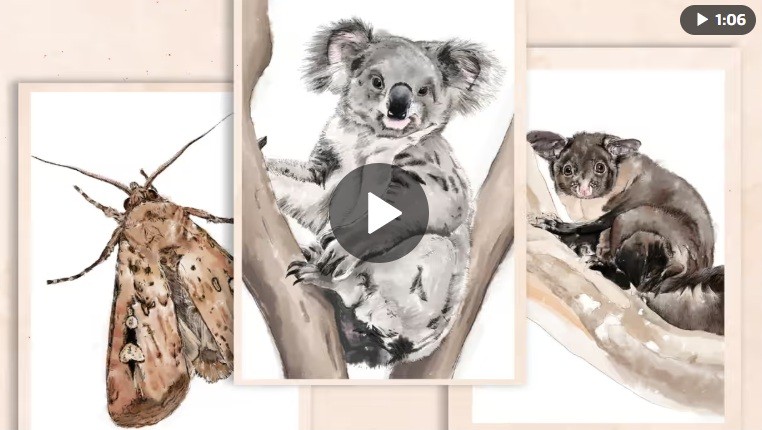 Australia is in an extinction crisis – why isn’t it an issue at this election?