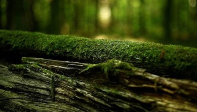 World’s largest deforestation: Indonesia to clear forests size of Belgium