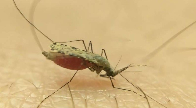 New species of mosquito identified on the coast of East Africa