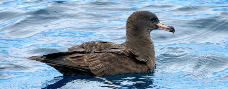 Plastic-eating seabird chicks show signs of organ failure and cognitive decline
