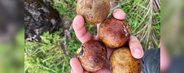 Brazil bets on macaúba palm to make renewable diesel and aviation biofuel