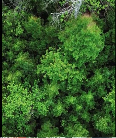 Linking Britain’s rainforests could ensure their survival amid climate crisis, experts say