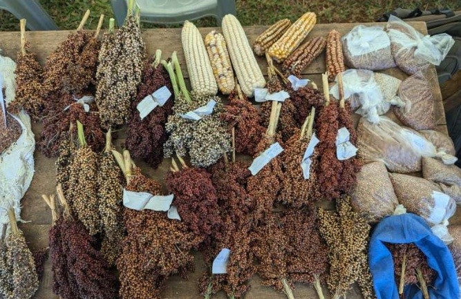 Living libraries could save our food: Scientists develop method to breed climate-resilient crops faster